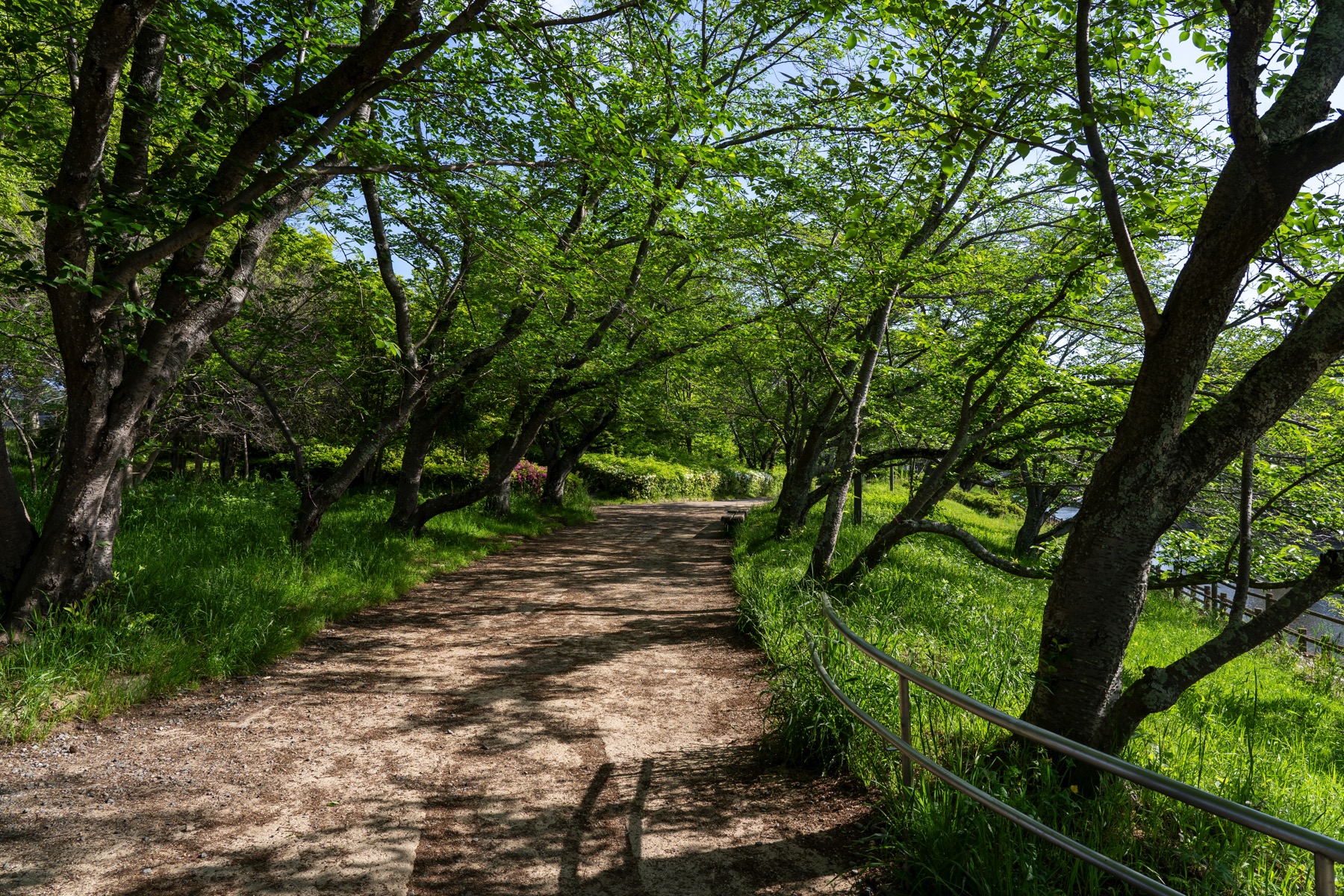 岡山県倉敷市 酒津公園の桜並木