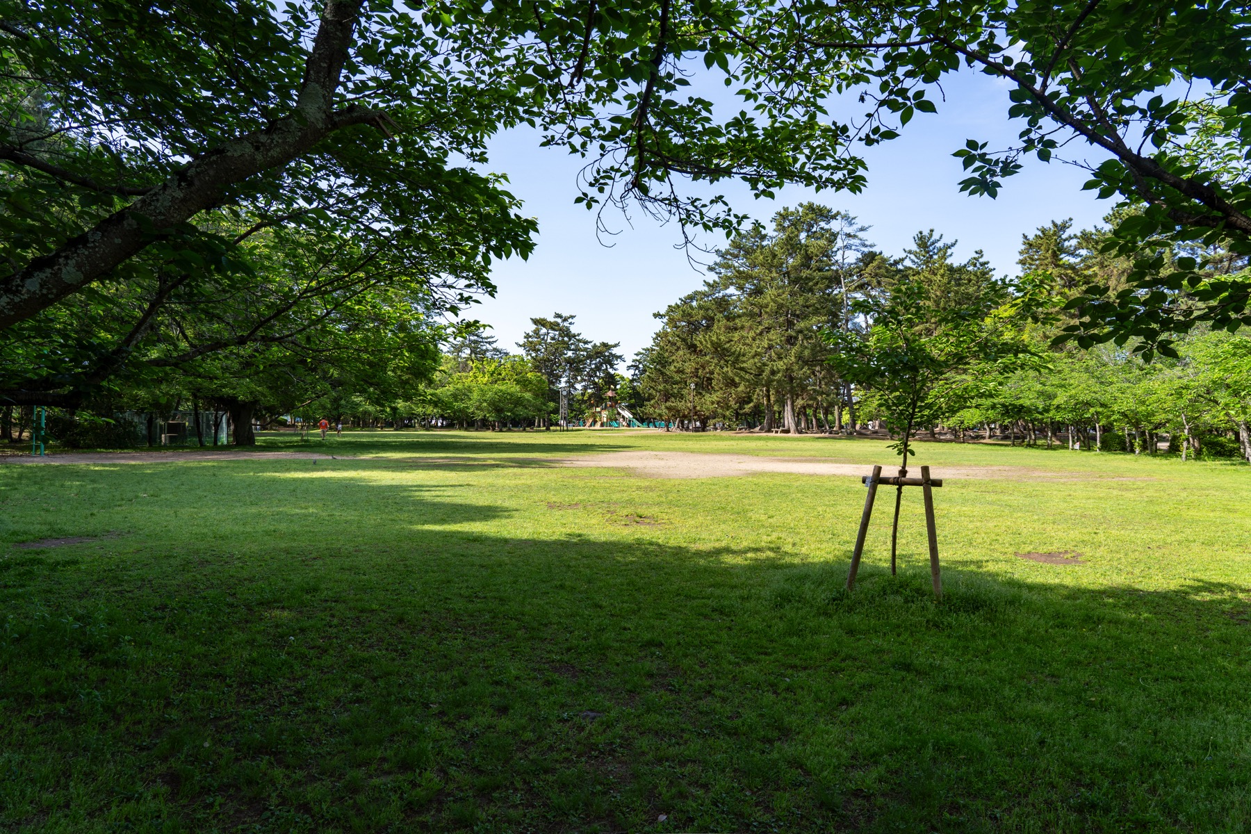 Sakazu Park Pine Grove